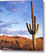 Sonoran Desert And Saguaro Cactus Metal Print