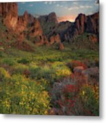 Sonoran Desert Springtime Metal Print