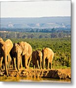 South Africa, African Elephants At Metal Print
