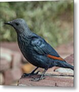 South African Red-winged Starling Metal Print