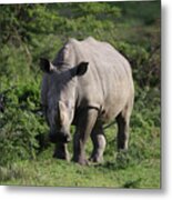 South African White Rhinoceros 011 Metal Print