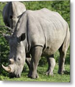 South African White Rhinoceros 019 Metal Print