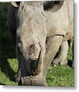 South African White Rhinoceros 023 Metal Print