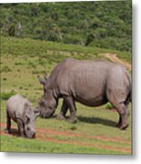 South African White Rhinoceros 029 Metal Print