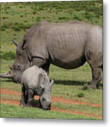 South African White Rhinoceros 030 Metal Print