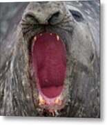 Southern Elephant Seal Beach Master / Bull Roaring. St Metal Print