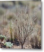 Southwest Desert Ground View Metal Print