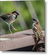 Sparrows At Play Metal Print