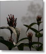 Spent Flowers On A Foggy Day Along The Blue Ridge Park Way Metal Print
