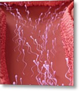 Sperm Cells Travelling To Fertilise An Egg Metal Print