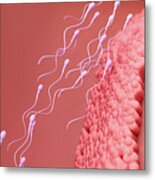 Sperm Cells Travelling To Fertilise Egg Cell Metal Print