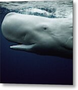 White Sperm Whale Metal Print