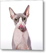 Sphynx Cat With Tongue Out Metal Print