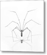 Spider Pose Metal Print