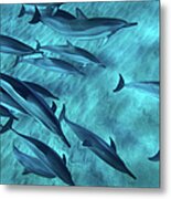 Spinner Dolphins Metal Print