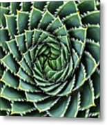 Spiral Aloe-aloe Polyphylla Metal Print