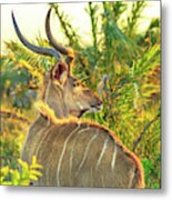 Spiral Horned Antelope Metal Print