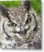 Spotted Eagle Owl Spotted Being Not So Stern Metal Print