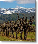 Spring Arrives In Sonoma Countys Metal Print