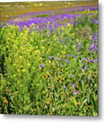 Spring In The Temblors - Superbloom 2017 Metal Print