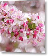 Cherry Blossom Spring At Dougherty Metal Print