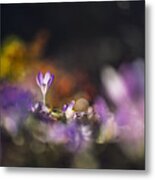 Spring Metal Print