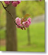 Springtime Blossoms In Central Park Metal Print