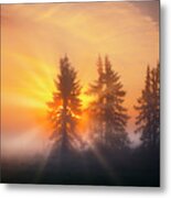 Spruce Trees In The Morning Metal Print