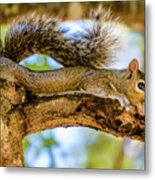 Squirrel All Stretched Out Metal Print