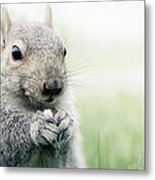 Squirrel Eating Nuts Metal Print