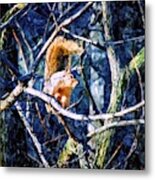 Squirrel In The Trees Metal Print