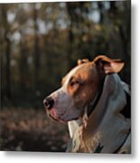 Staffordshire Terrier Dog In Blanket In The Autumn Forest Metal Print