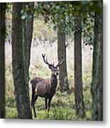 Stag In The Forest Metal Print