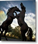 Stallions Metal Print