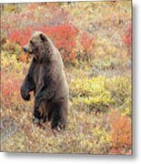 Standing Grizzly Bear Metal Print