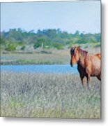 Wild Horse Of Outerbanks Photograph Metal Print