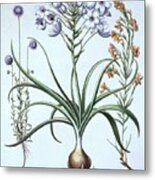 Star Of Bethlehem Metal Print