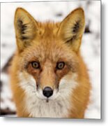 Staredown With Red Fox During Winter In Stoughton Wisconsin #2 Metal Print