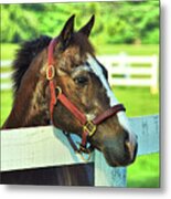 Stonybrook Finn Maccool Metal Print