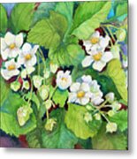 Strawberry Patch - B. Flowering Metal Print