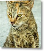 Stray Cat Stare Metal Print