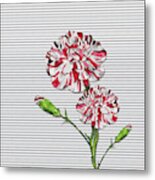 Striped Carnations Metal Print