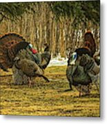 Strutters And Hens Metal Print