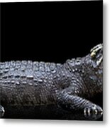 Studio Photos Of Crocodiles Profile On Metal Print