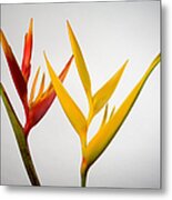 Studio Shot Of Two Heliconia, One Red Metal Print