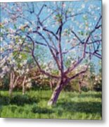 Study Of Blooming Trees In An Orchard Metal Print