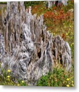 Stumps Of Trees Shattered In The 1980 Eruption Metal Print