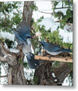 Suet Breathe Metal Print