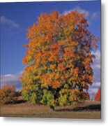 Sugar Maple In Autumn Colours  Acer Metal Print