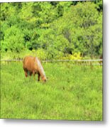 Summer Gold Metal Print